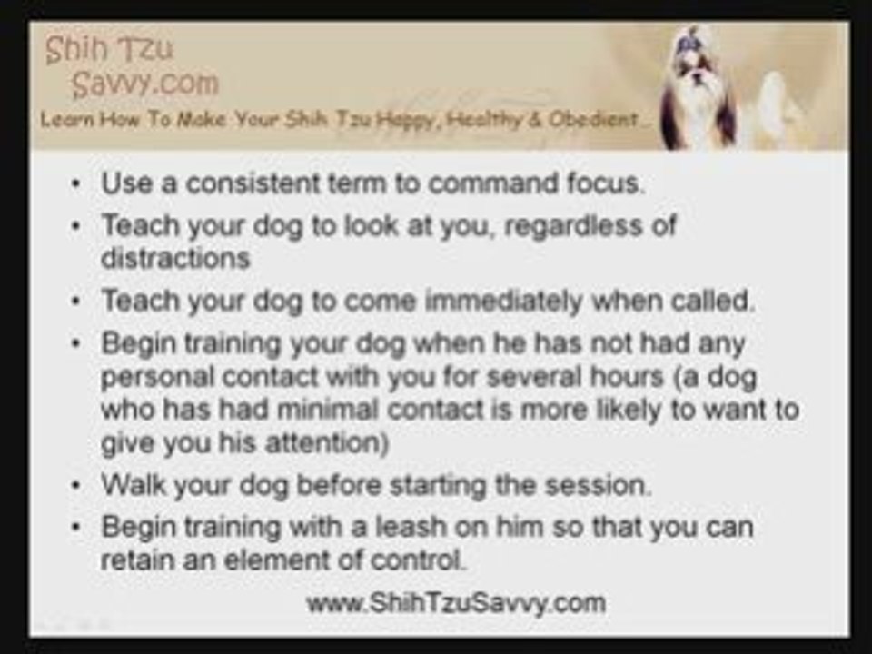 How To Train A Shih Tzu Puppy To Focus On You