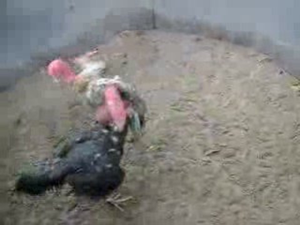MOV00484-3