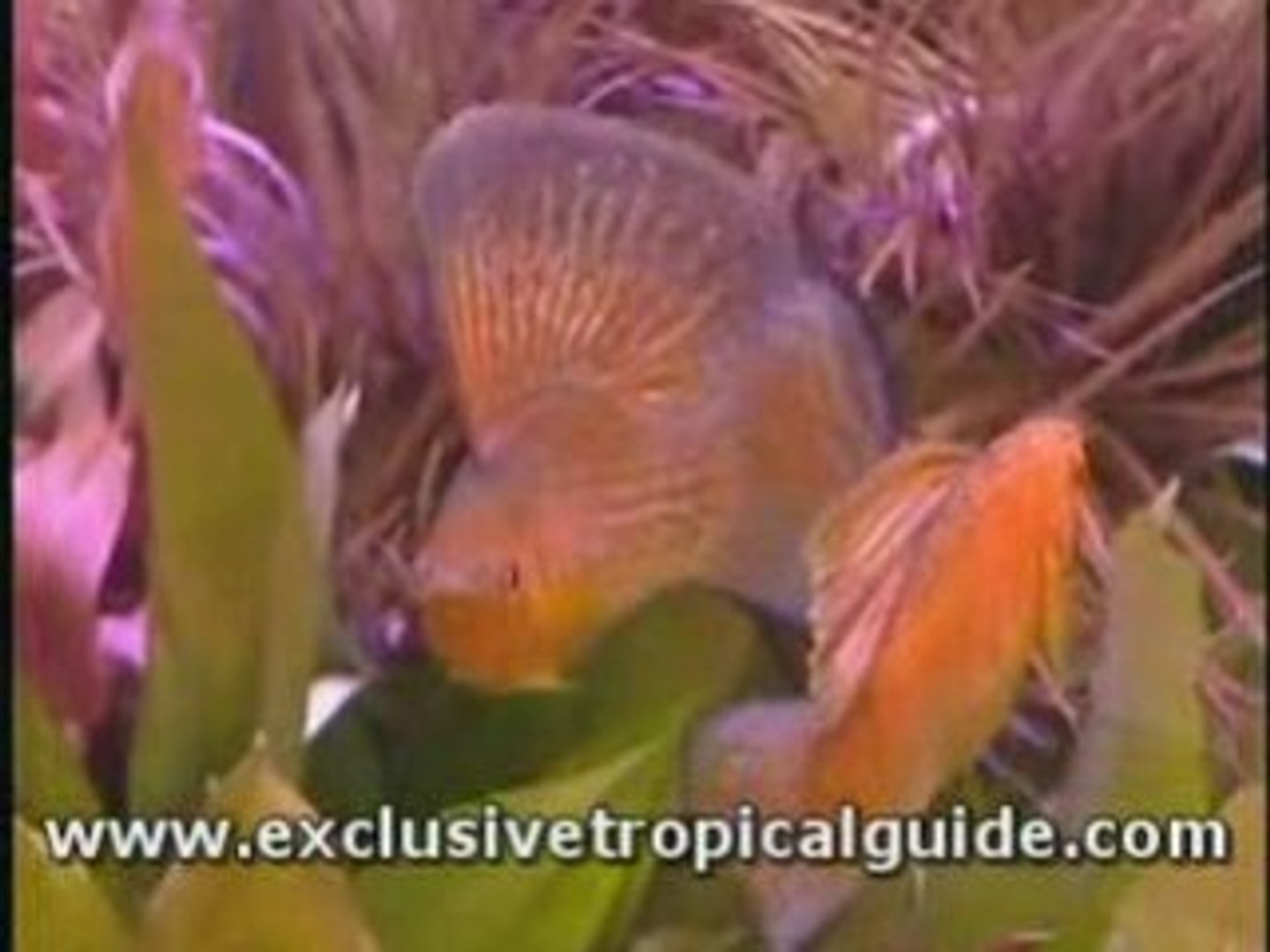 ⁣Tropical Aquarium (Fish Selection Advice)