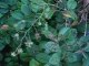 Anthony Ruffa Wild Edible Plants - Hawthorn Berry