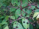 Anthony Ruffa Wild Edible Plants - Elderberry vs. Flu