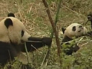 Cute pair of pandas help warm ties between China and Taiwan
