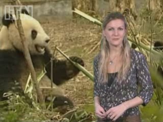 Beijing pandas symbolising unity arrive in Taiwan