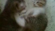 Kitty wrestling 2