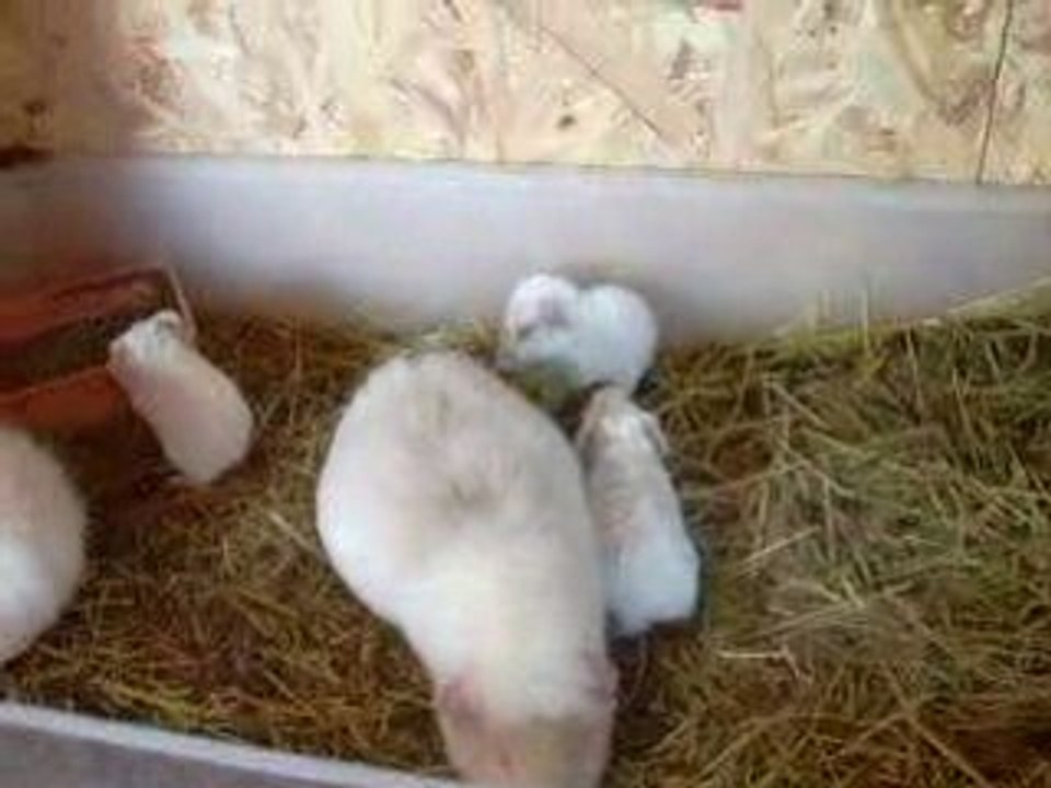 Vidéo de Lovy, bb et Naila