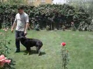 Vonlegal Köpek Eğitim Merkezi | Video - 9