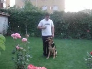 Vonlegal Köpek Eğitim Merkezi | Video - 11