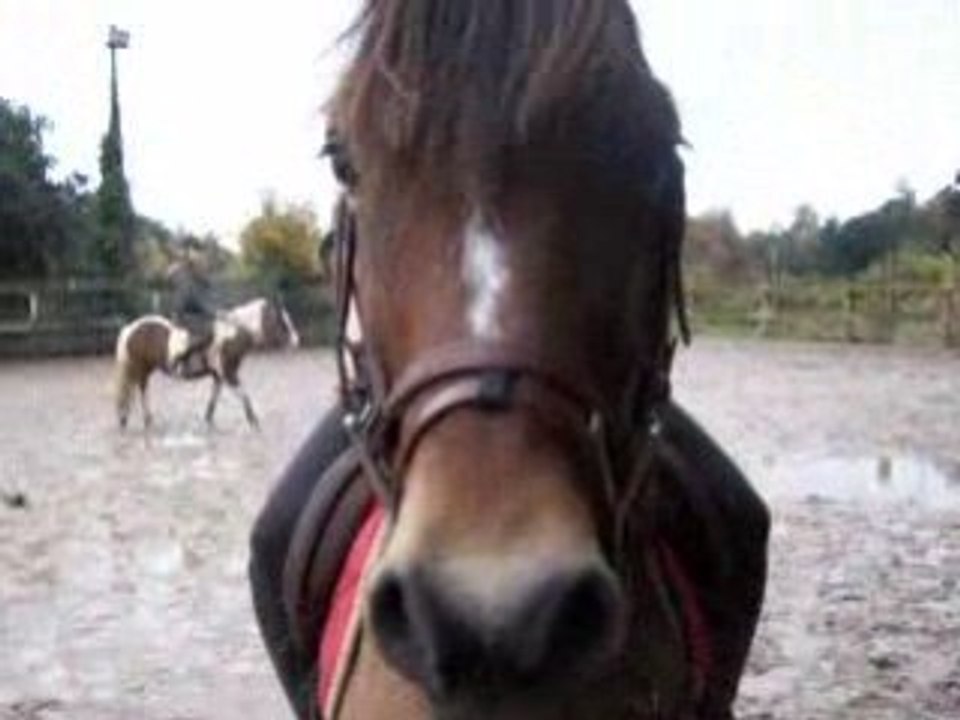 Moi à poney xD