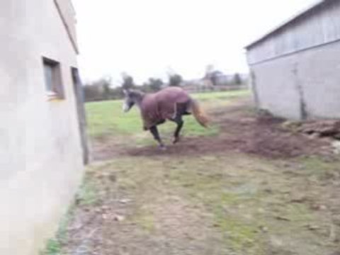 Shamrock du neuf clos, 2ans et demi