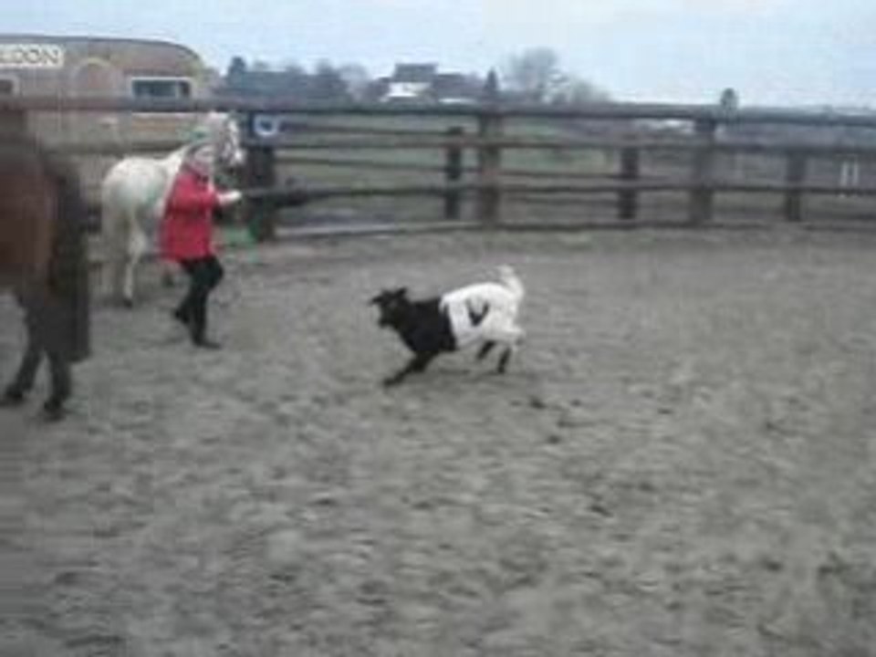 le bouc fou