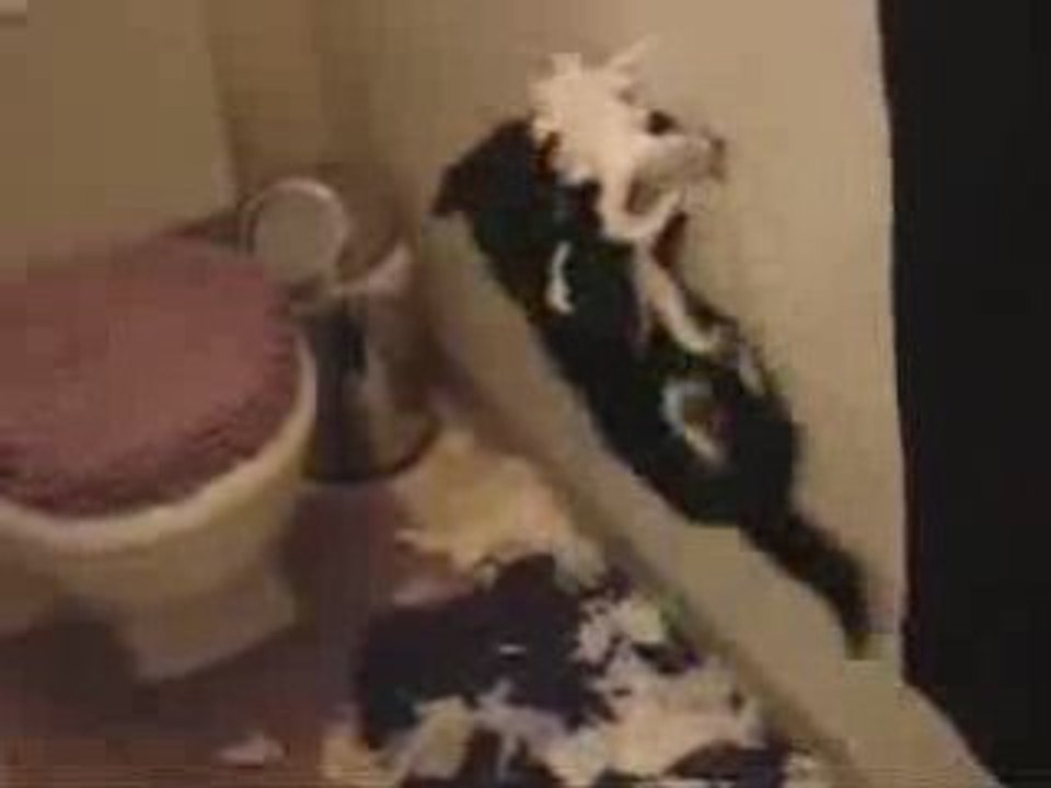 Chat en colère