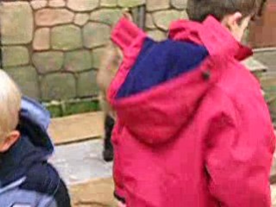 Les enfant  avec les animaux