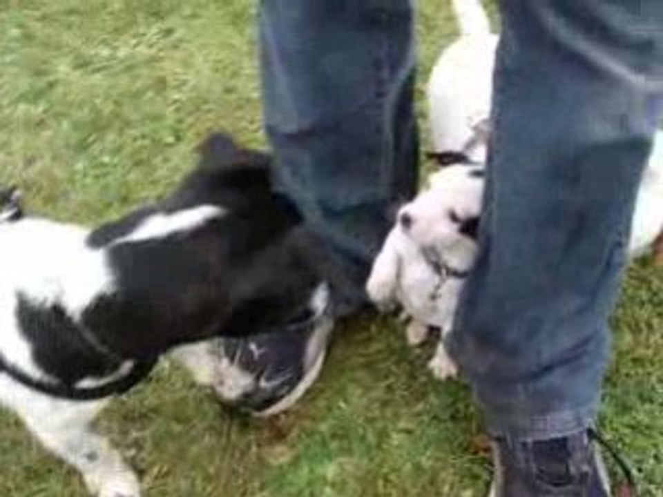 Jack russel party xD