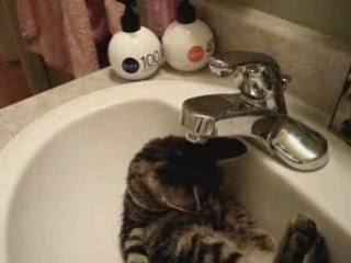 Le chat et la goutte d'eau