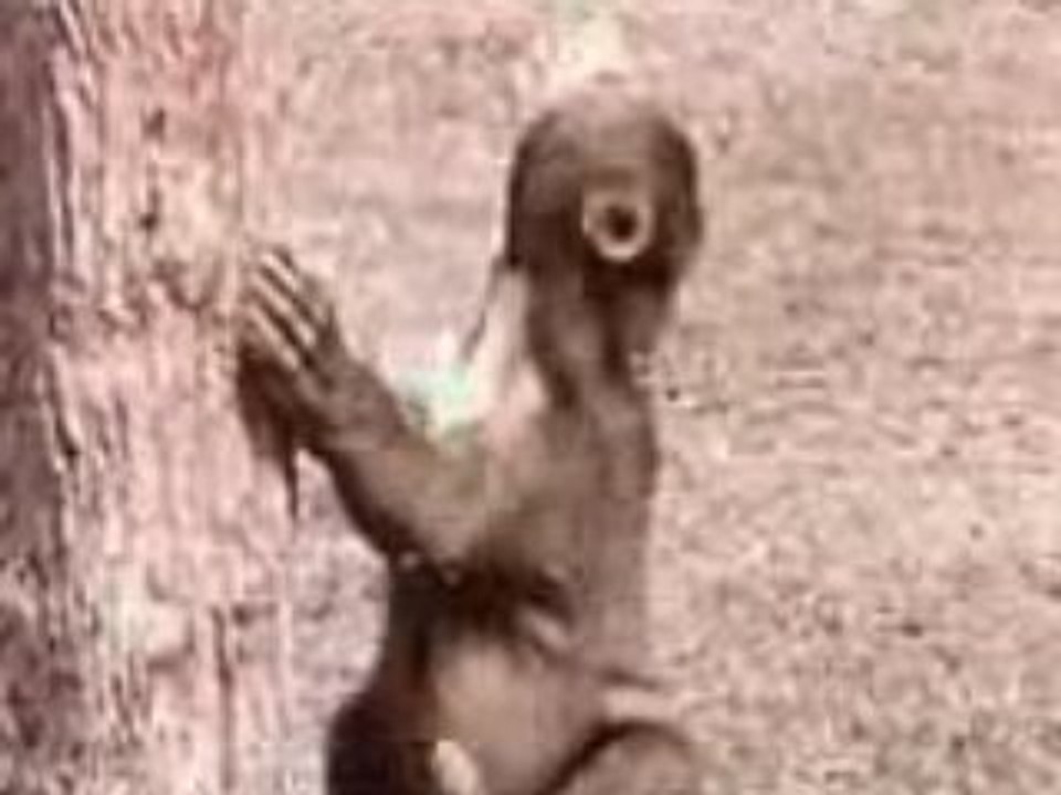 Animaux-en-kabyle.fl