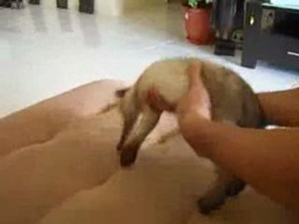 Chat siamois endormi