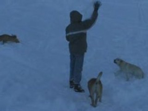 Chiens 2 au Col de Gleize - 071208