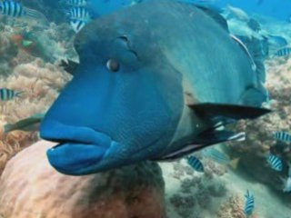 Ragamuffin 1 Day Whitsundays