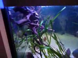 Bac discus nouvelle version