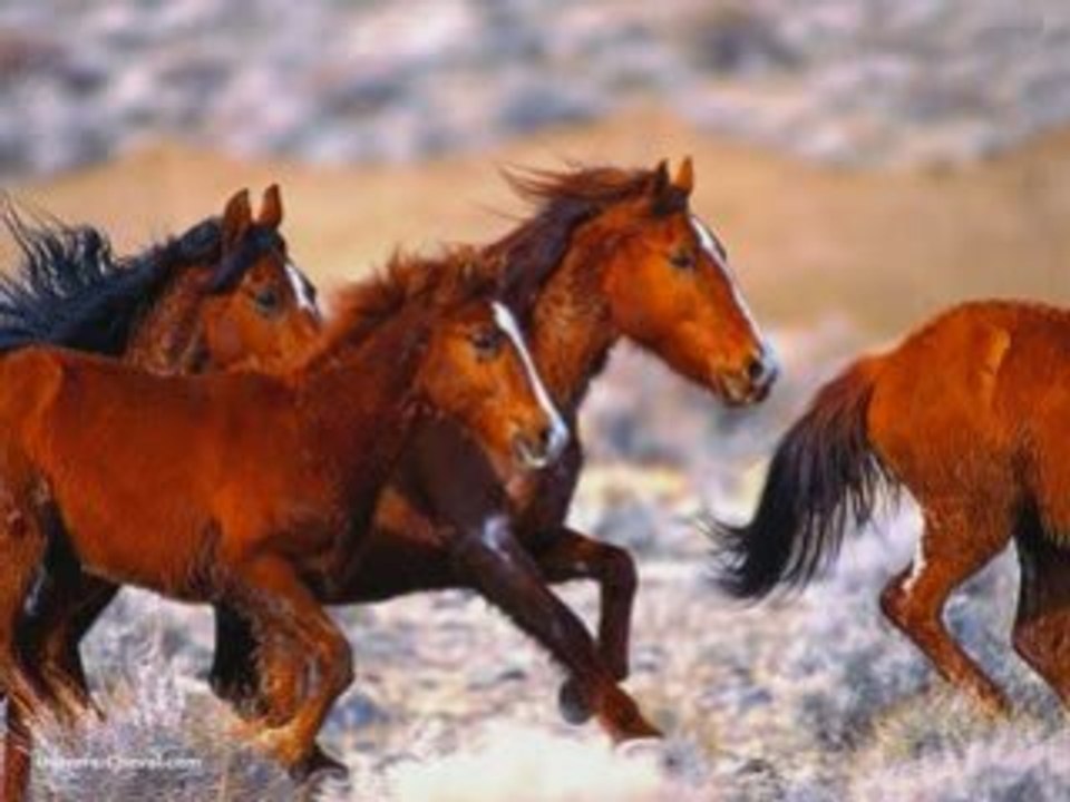 les Chevaux