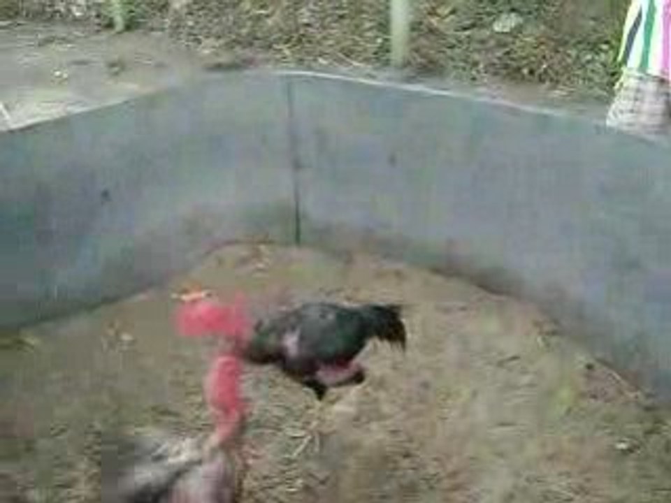 MOV00486-1