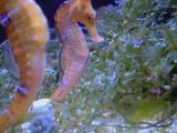 hippocampus reidi femelle devenu male