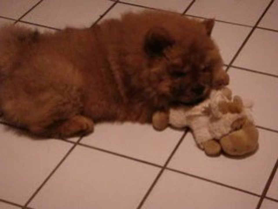 douchka se réveille (10 semaines )