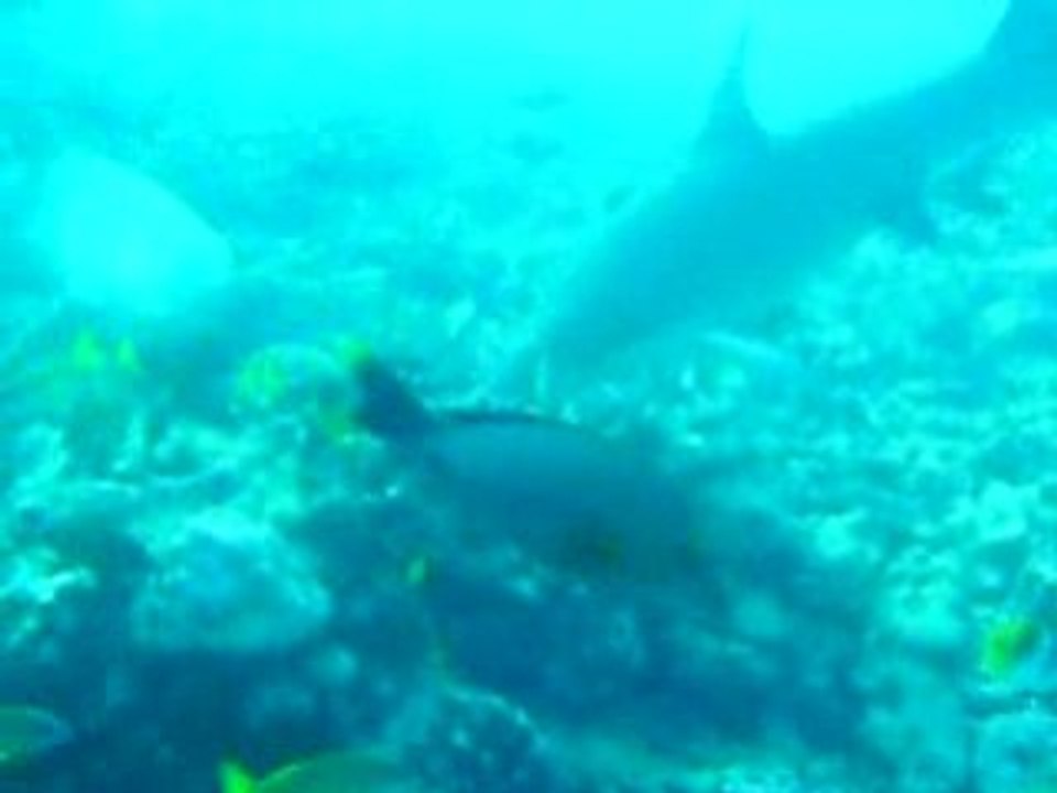 requins