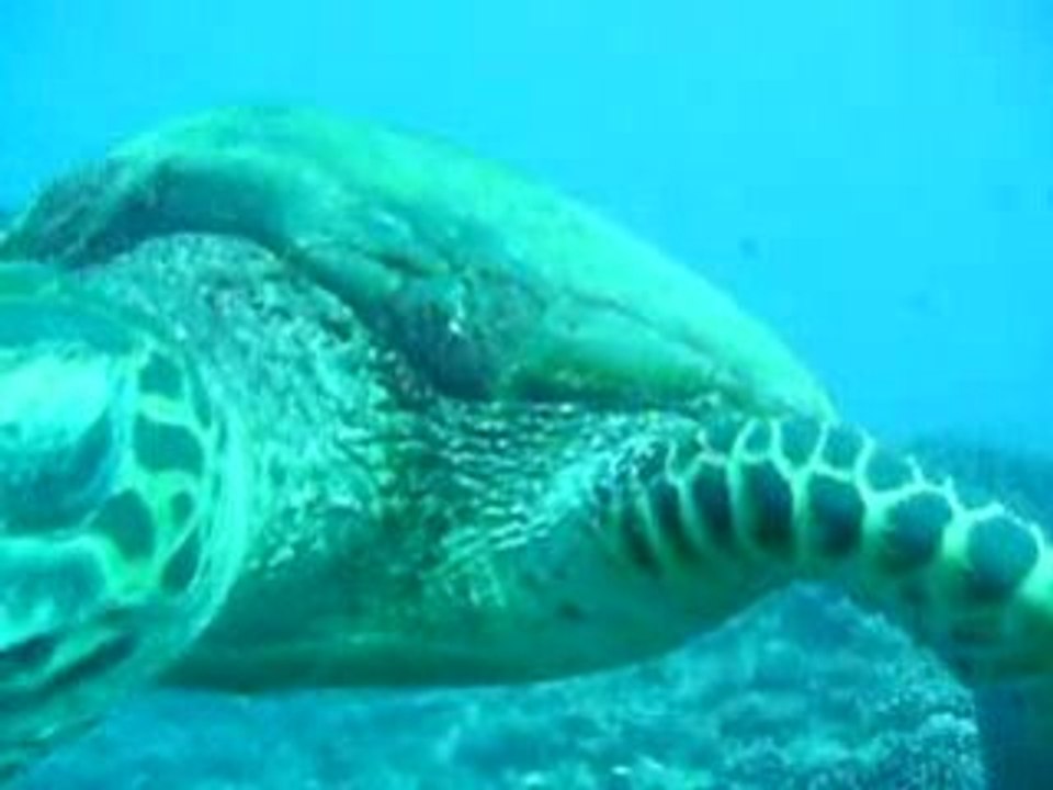 tortue