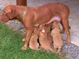 Les chiots dogue de Bordeaux de Bella et Syrius