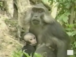 La Vie privée des animaux