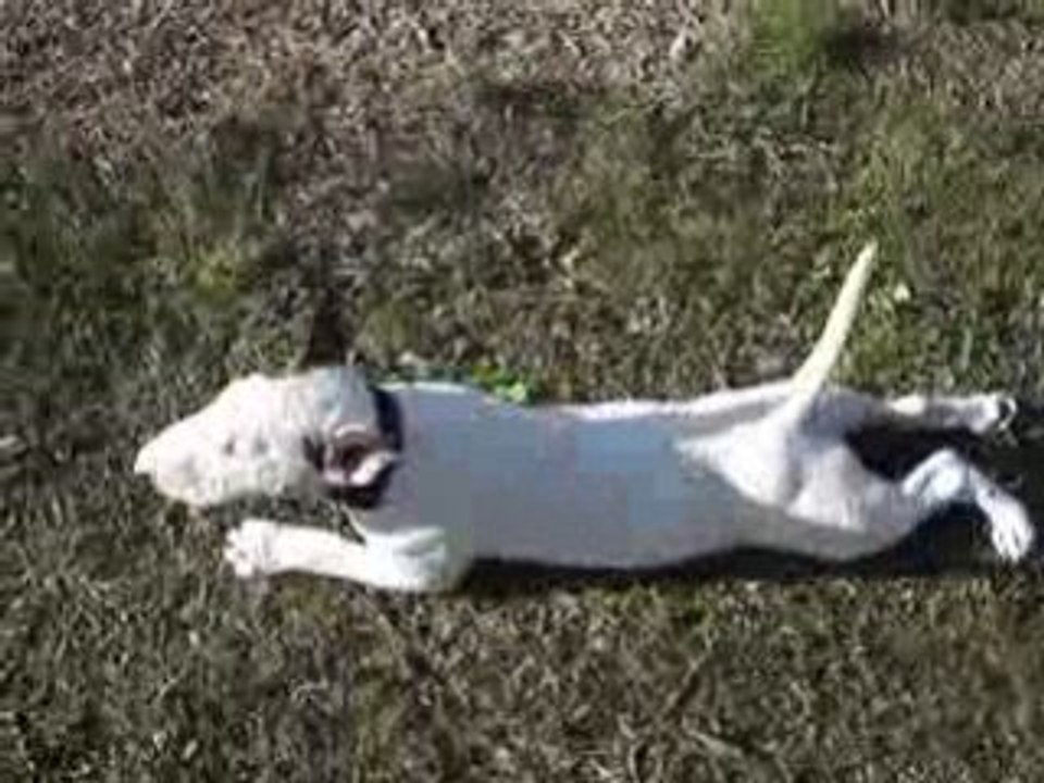 Bull terrier commando