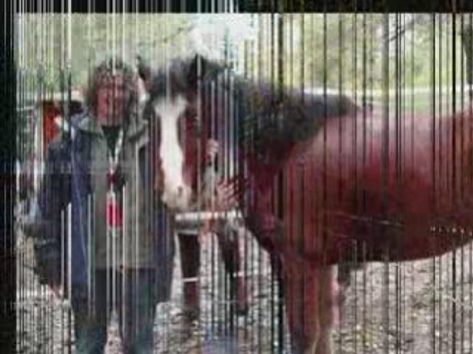 Horse family