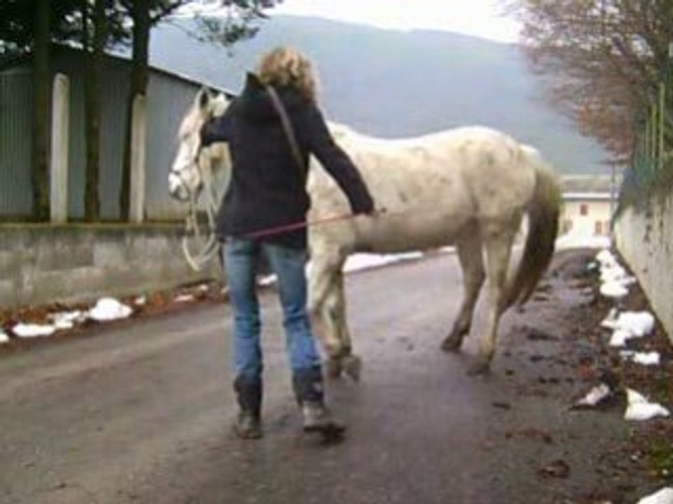 Toundra et orelle 23-12-2008