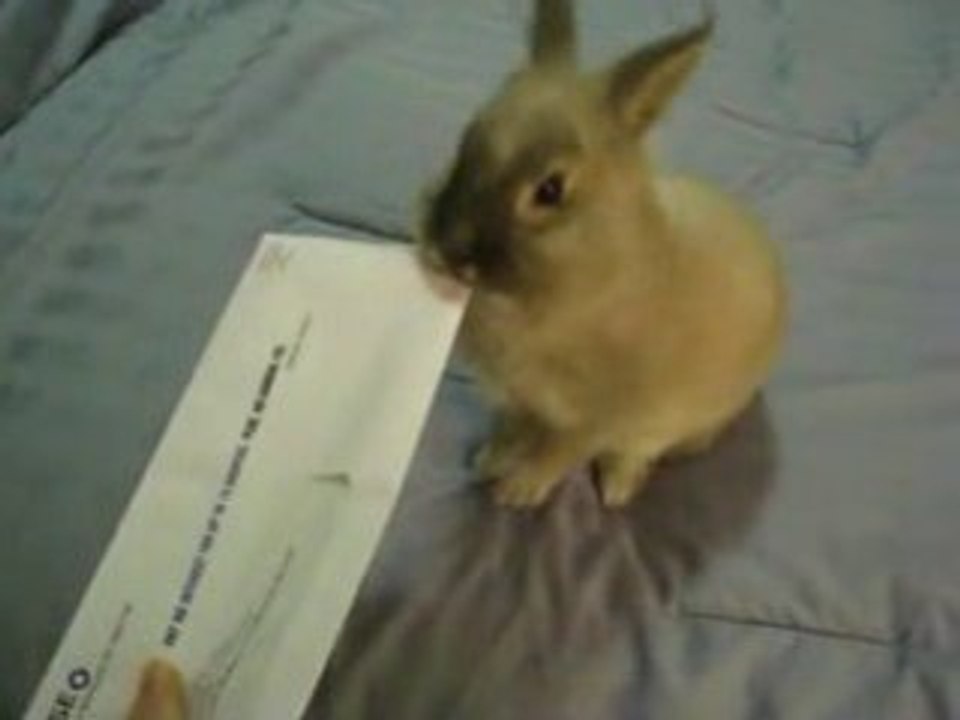 Envelope opener