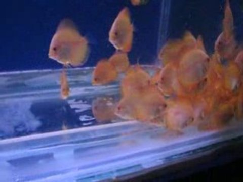 Diskus Panda Yavruları yem yerkekn