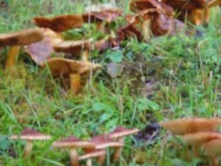 Момице райковленчице. Бай Тасо (Анастас Иванов). Родопи.