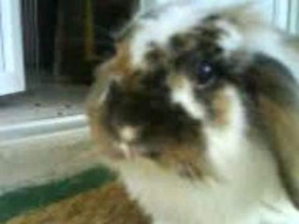 La dure vie de lapin ( Pinousitting Le balcon )