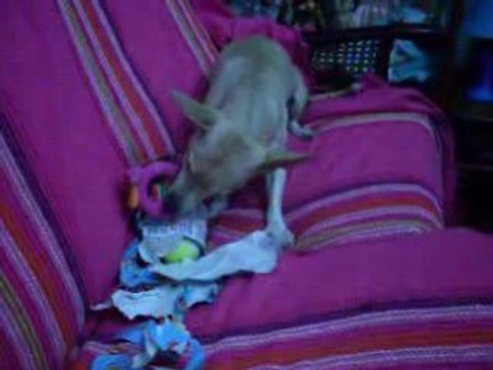 Simba à la découverte des cadeaux de Noel 1