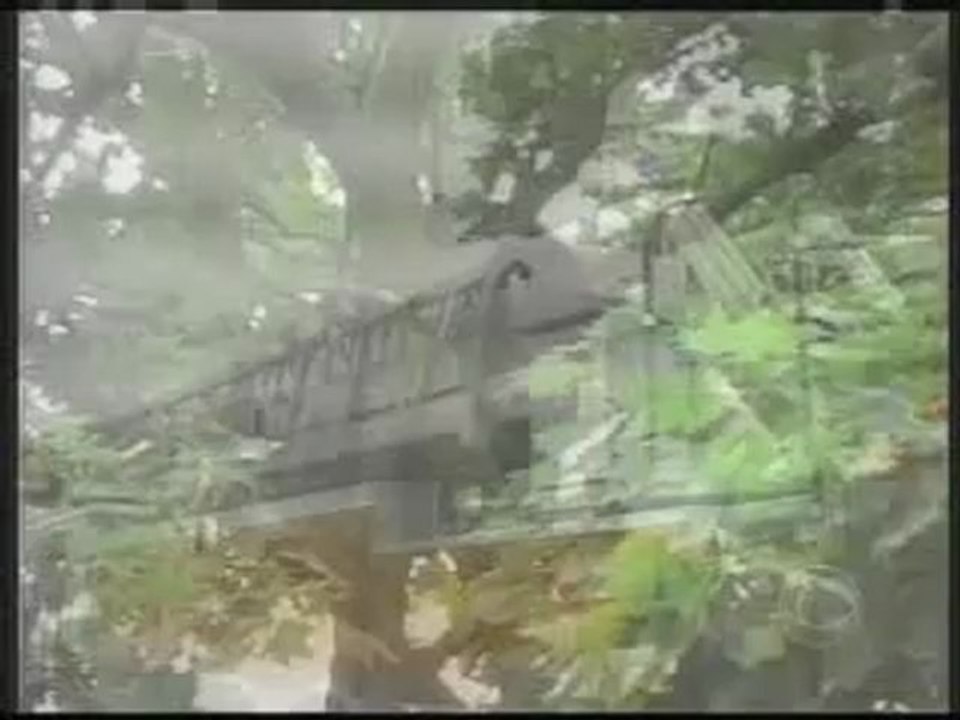 Funny Videos- Bear falls out of tree onto trampoline