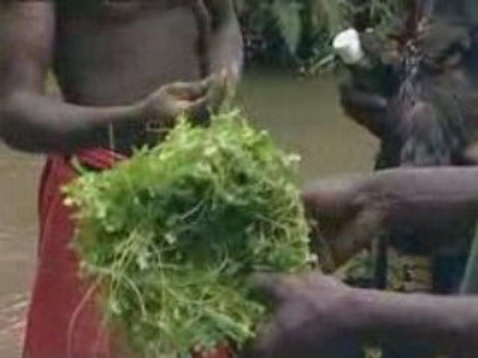 L'iboga: Les hommes du bois sacré [doc ] 1/5