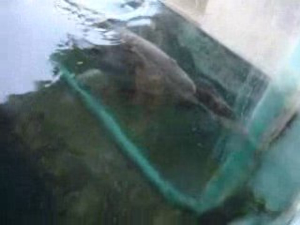 Live groupers-kuwait (2)