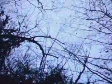 EPAGNEUL DE SAINT USUGE chasse à la becasse 20.12.08