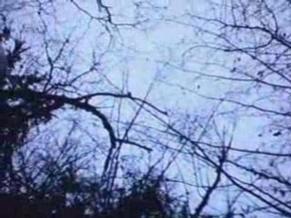 EPAGNEUL DE SAINT USUGE chasse à la becasse 20.12.08