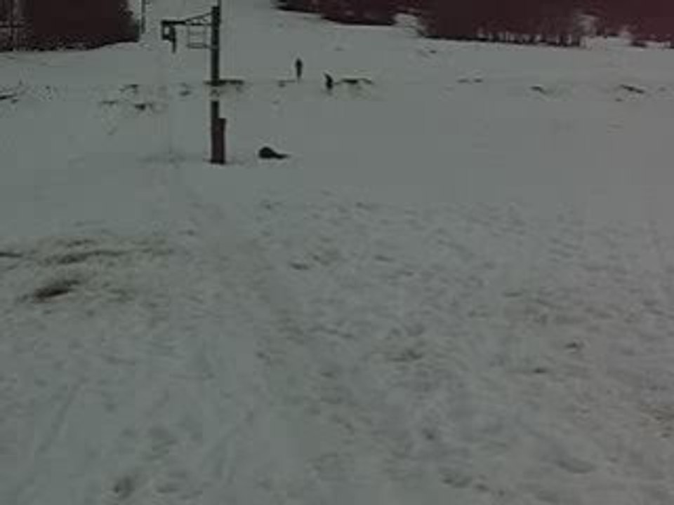 Ski Niko Law