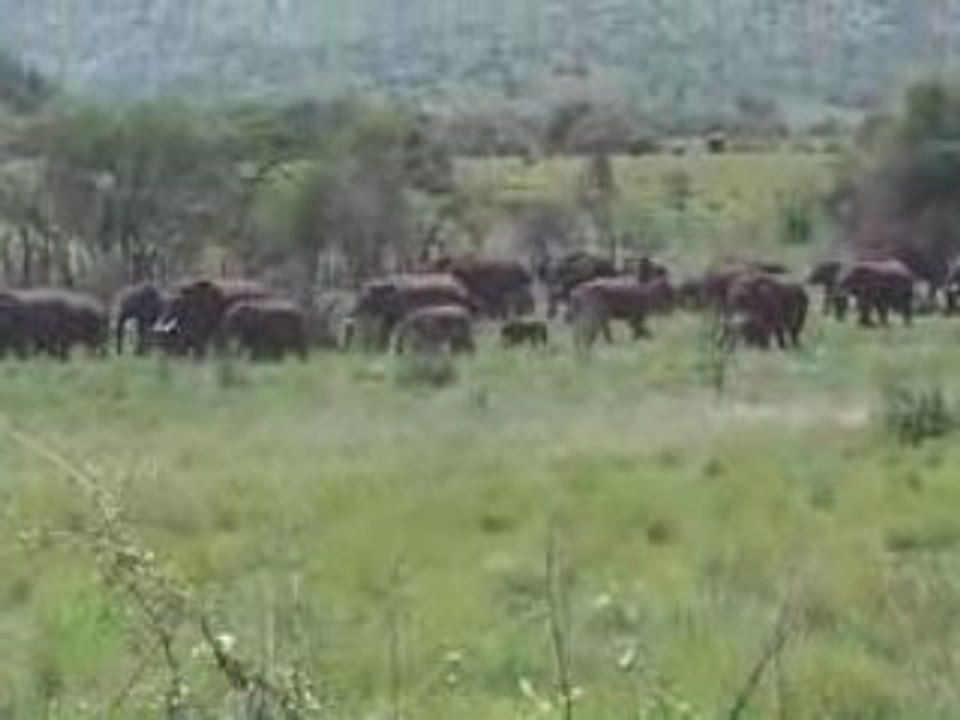 Elephant herd