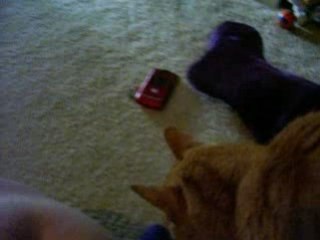 Kitty Christmas 2008 Part 1