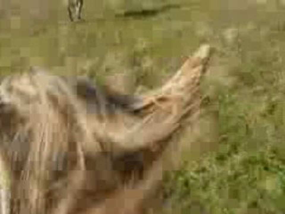 galop dans un champ