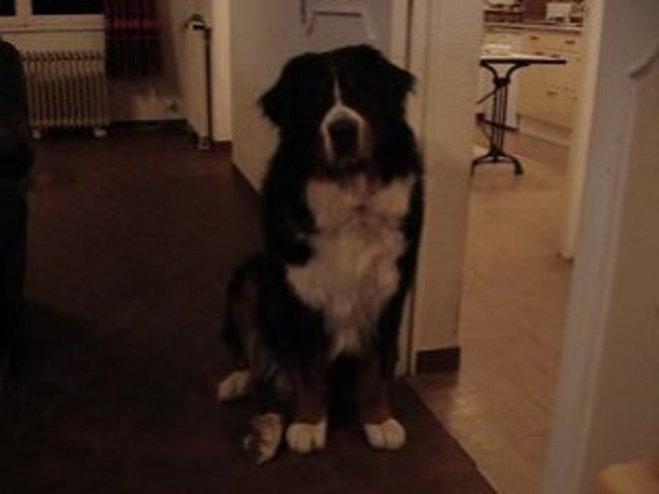 BRENNUS BOUVIER BERNOIS