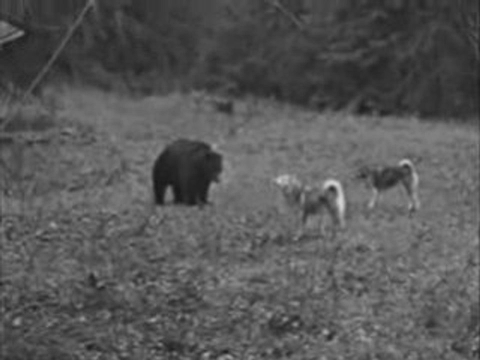 Humiliation Of A Bear